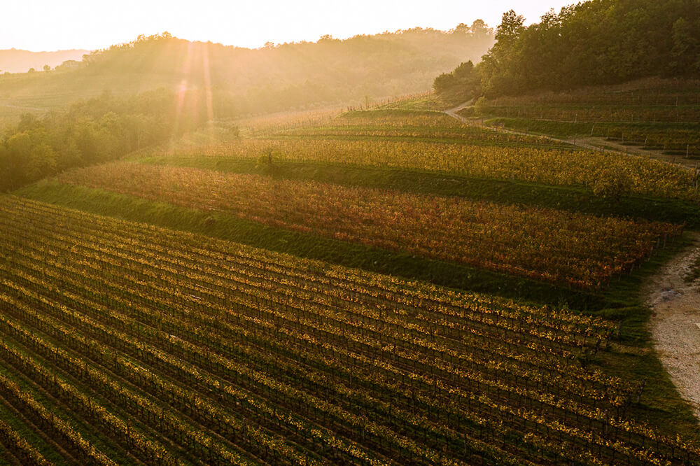 I vini dei Colli orientali del Friuli | Colli di Poianis