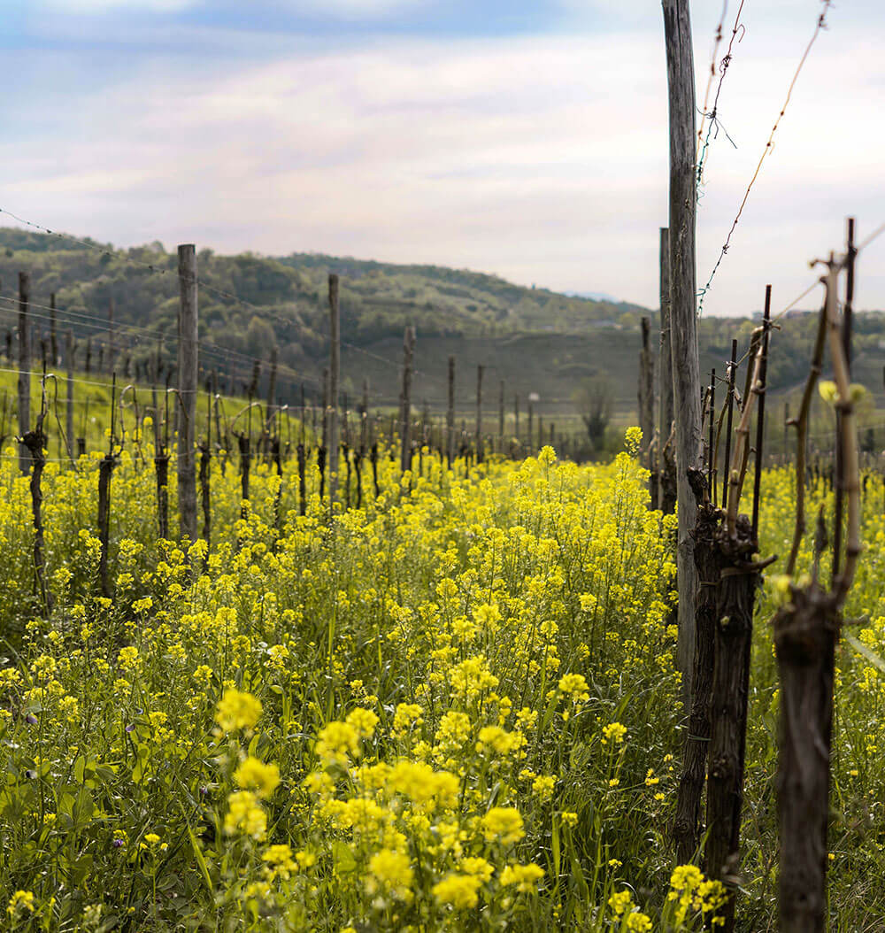 Identità | Colli di Poianis